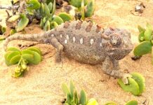 Hur går det för Namibia?